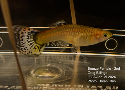 female guppy bronze